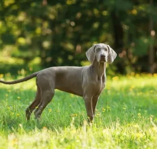 O Weimaraner é um cachorro que se distingue por sua inteligência e alto nível de energia