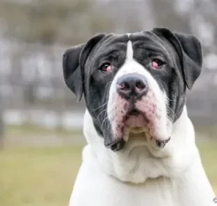 O olho de cereja é a exposição da terceira pálpebra canina