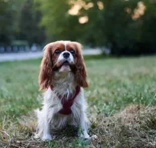 A coleira peitoral para cachorro em forma de colete é uma das melhores opções para filhotes