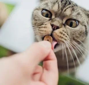 Os petiscos para gatos devem ser oferecidos de forma moderada