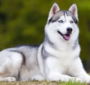 O Husky Siberiano tem uma pelagem abundante que requer cuidados especiais