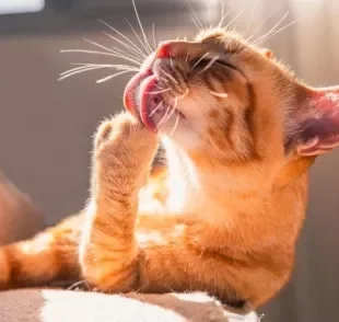  A língua do gato serve para a higienização e também para expressar outros comportamentos 