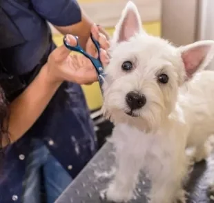  Tosar cachorro depois do banho agiliza o processo 