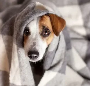 Cada fase da cinomose canina afeta um sistema do corpo do animal