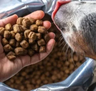 A ração a granel é mais barata, mas sua forma de conservação pode prejudicar a saúde do animal