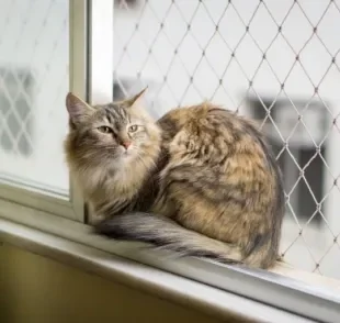 A tela de proteção para gatos é garantia de segurança