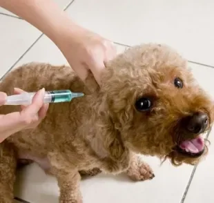  A vacina de gripe para cachorro é a principal forma de prevenção da doença 