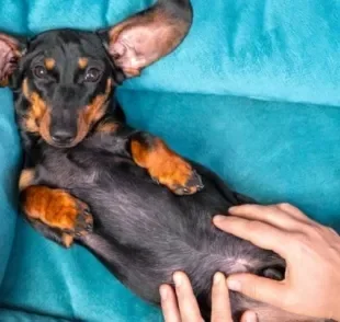 A hérnia umbilical em cachorro é uma doença congênita causada por uma má formação no umbigo