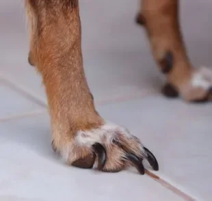 A unha de cachorro ajuda na locomoção e é um mecanismo de defesa 