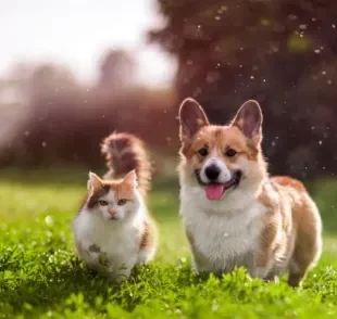 Acostumar cachorro e gato não é uma missão impossível, mas precisa de cautela