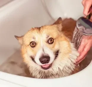Aprender como dar banho em cachorro é mais fácil do que você imagina