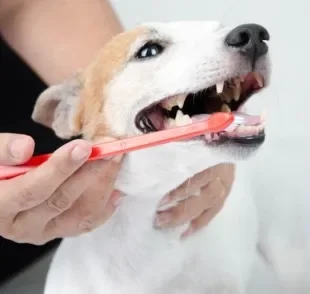  Escovar o dente de cachorro ajuda a afastar problemas bucais perigosos, como a formação de placas e tártaro 