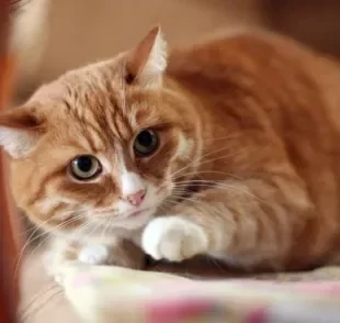 Gatos sabem quando algo ruim se aproxima ou isso não passa de um mito?