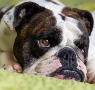 O parasita causador da doença do carrapato entra no sangue do cão e afeta diferentes partes do corpo do animal