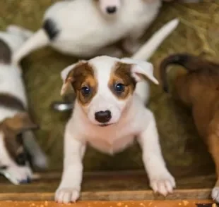 Adotar cachorro é algo que deve ser planejado e requer algumas adaptações