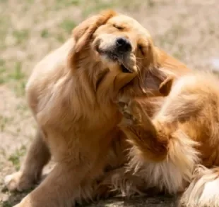 A alergia em cachorro pode acontecer em qualquer cão, mas algumas raças tem prodisposição maior a desenvolver