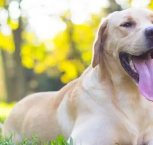 A respiração do cachorro tem um papel fundamental na manutenção da vida do animal