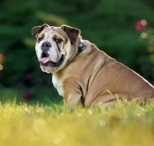 O Bulldog Inglês é teimoso, mas pode ser adestrado para ter um bom comportamento