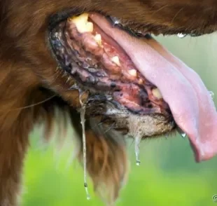  Saliva abundante pode ser um sintoma de que algo não vai bem com a saúde do cachorro 