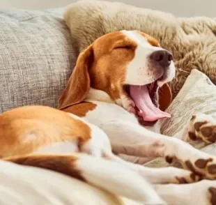 O cachorro bocejando tem vários significados diferentes. Saiba qual é cada um deles