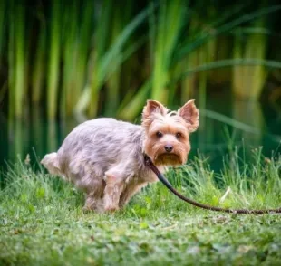 A diarreia em cachorro é um problema que requer atenção, ainda mais quando o aspecto é diferente do normal