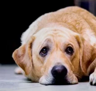 A insuficiência renal em cães é uma das doenças mais comuns que podem afetar o sistema urinário