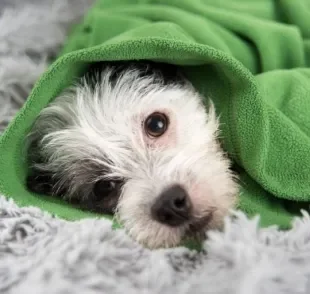 Cachorro gripado é algo comum no inverno e tempos mais frios