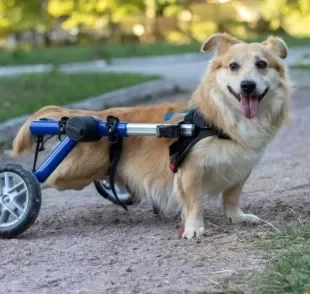 O carrinho para cachorro deficiente é muito útil para que o animal consiga se movimentar sem dificuldade