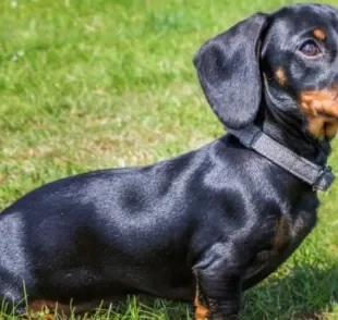 O cachorro salsicha é famoso por ser baixinho e tem uma história repleta de curiosidades