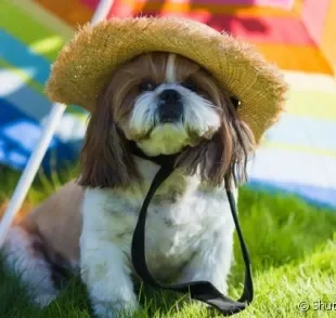 O cuidado com a exposição do cachorro ao sol é uma das melhores formas de prevenir o câncer de pele no animal.