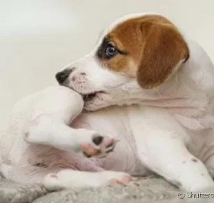 Caspas são pequenos pedacinhos de pele morta, que se apresentam em forma de casquinhas brancas e se soltam sempre que o cão se coça.