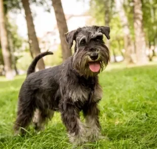 Além de saber como aumentar a imunidade do cachorro, é bom entender como o sistema imunológico funciona