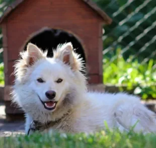 O canil para cachorro é um espaço aberto onde o pet pode viver tranquilamente de maneira confortável