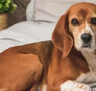 O câncer em cachorro é uma doença grave e quer requer um tratamento cauteloso