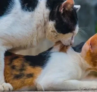 Gatos machos mordem as costas das gatas até que a relação termine, garantindo a fertilização.
