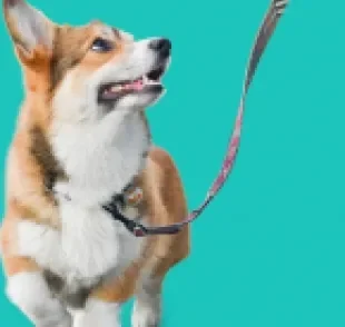  O passeio com cães é fundamental para a saúde física e mental dos pets. 