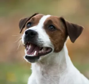 Tirar tártaro de cachorro é fundamental para uma boa saúde bucal do animal