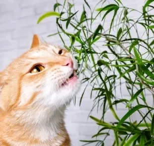 As plantas para gatos mais seguras são aquelas que os bichanos podem comer sem passar mal