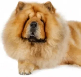 O cachorro Chow Chow parece um urso de pelúcia, mas tem uma personalidade bem diferente disso