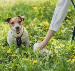 A coprofagia canina acontece quando o animal ingere as próprias fezes e pode ter diferentes causas