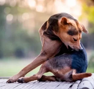 A dermatite úmida em cães é uma lesão com aparência úmida e inflamada que deixa o cachorro se coçando