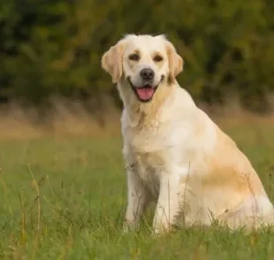 Displasia coxofemoral: cães herdam o problema geneticamente dos pais, e algumas raças são mais afetadas