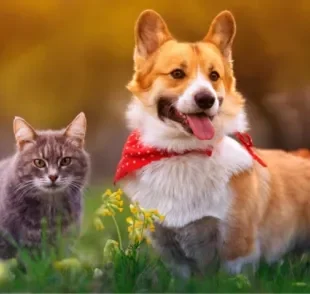 Floral para cachorro e gato são medicamentos homeopáticos que atuam no emocional do pet