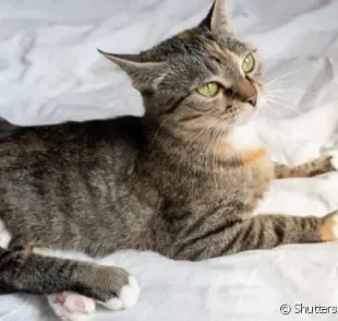 O gato com incontinência urinária não tem controle dos músculos da uretra, o que faz com que o xixi escape