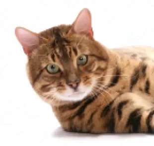 O gato Bengal é uma raça híbrida e com características muito pecualiares