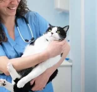 O gato com medo de veterinário é comum, mas existem artimanhas que ajudam a diminuir o estresse dos bichanos