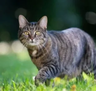 Para saber se o gato é vertebrado ou invertebrado, é preciso entender um pouco sobre a anatomia felina