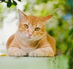 O gato laranja é cheio de personalidade e qualidades únicas. Saiba quais raças têm essa padrão