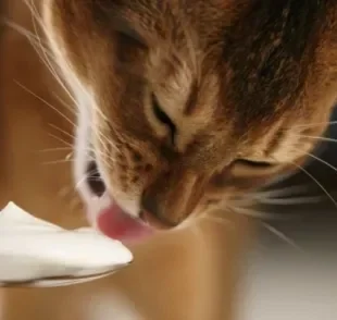 Para saber se pode dar iogurte para gato, é preciso compreender o que o alimento causa no organismo do pet