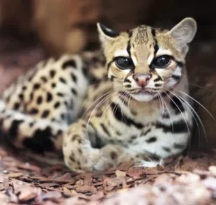 Existem várias espécies de gato selvagem do Brasil, cada uma com características únicas